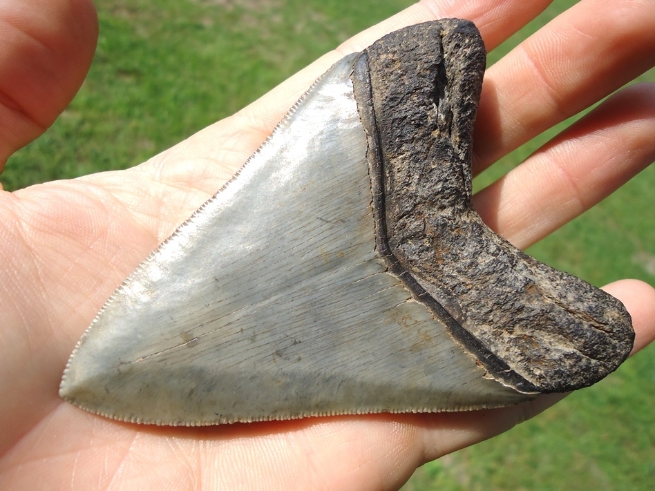 Large image 3 Choice Quality 3.73' Megalodon Shark Tooth