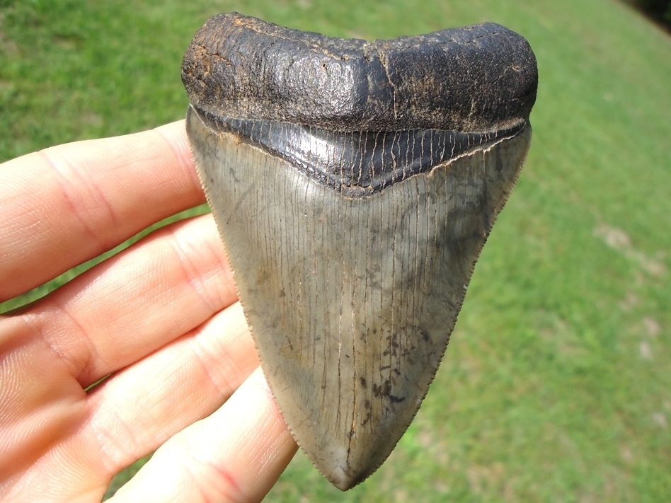 Large image 4 Choice Quality 3.73' Megalodon Shark Tooth