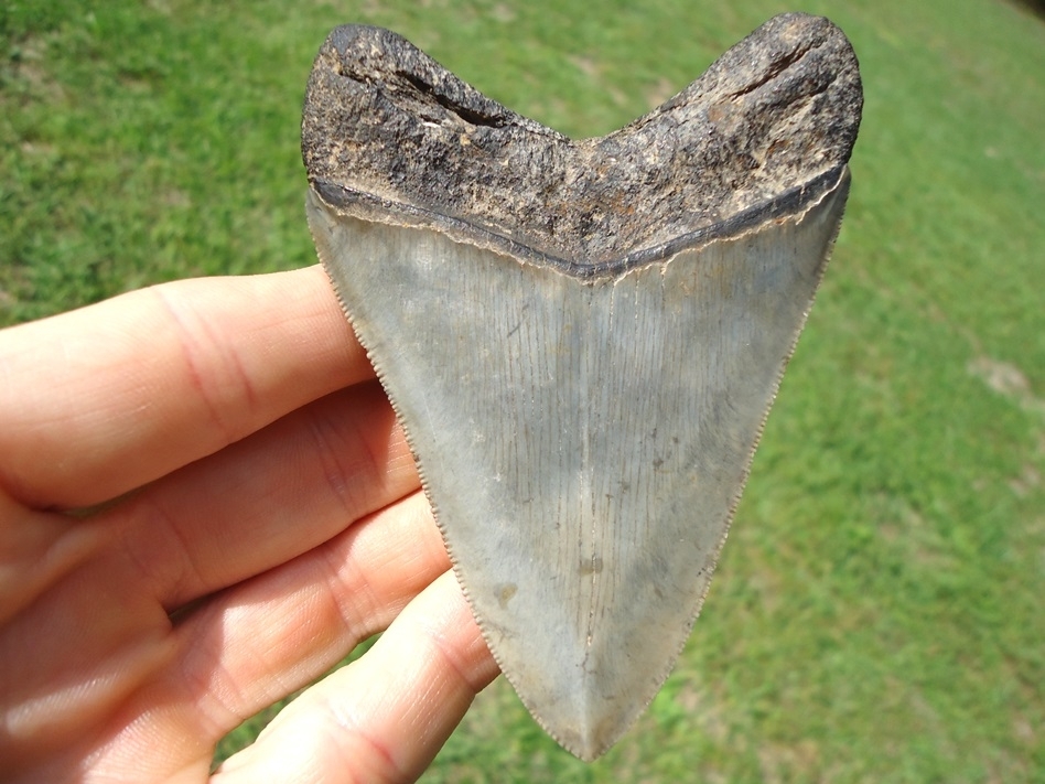 Large image 5 Choice Quality 3.73' Megalodon Shark Tooth