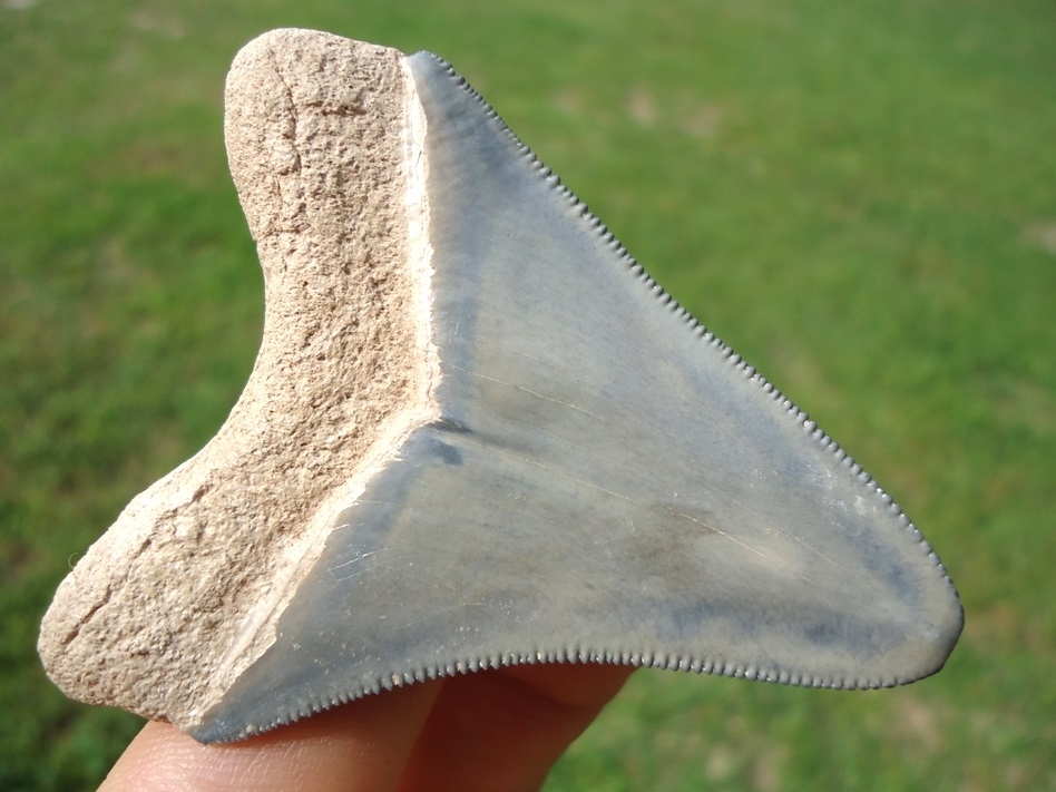 Large image 3 Classic Colored Bone Valley Megalodon Shark Tooth
