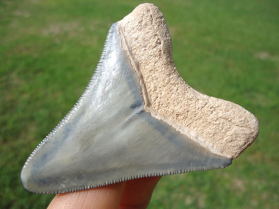 Large image 5 Classic Colored Bone Valley Megalodon Shark Tooth