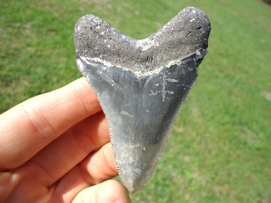 Large image 1 Excellent Megalodon Shark Tooth