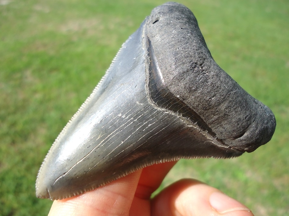 Large image 2 Excellent Megalodon Shark Tooth