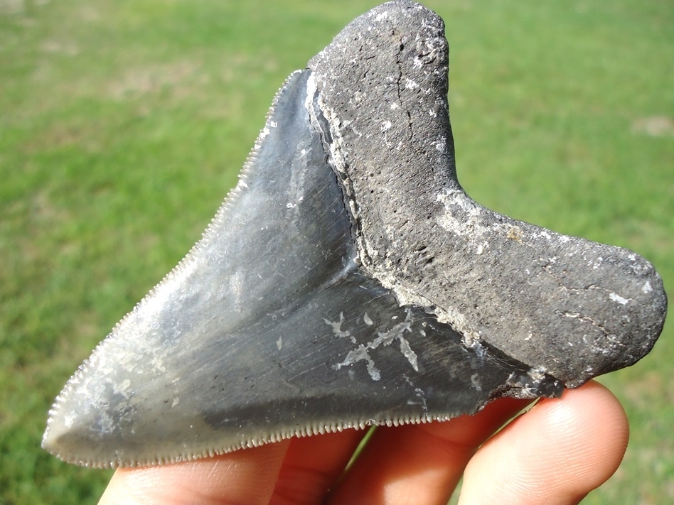 Large image 3 Excellent Megalodon Shark Tooth