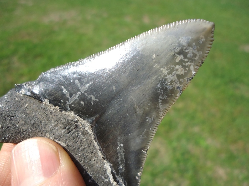 Large image 4 Excellent Megalodon Shark Tooth