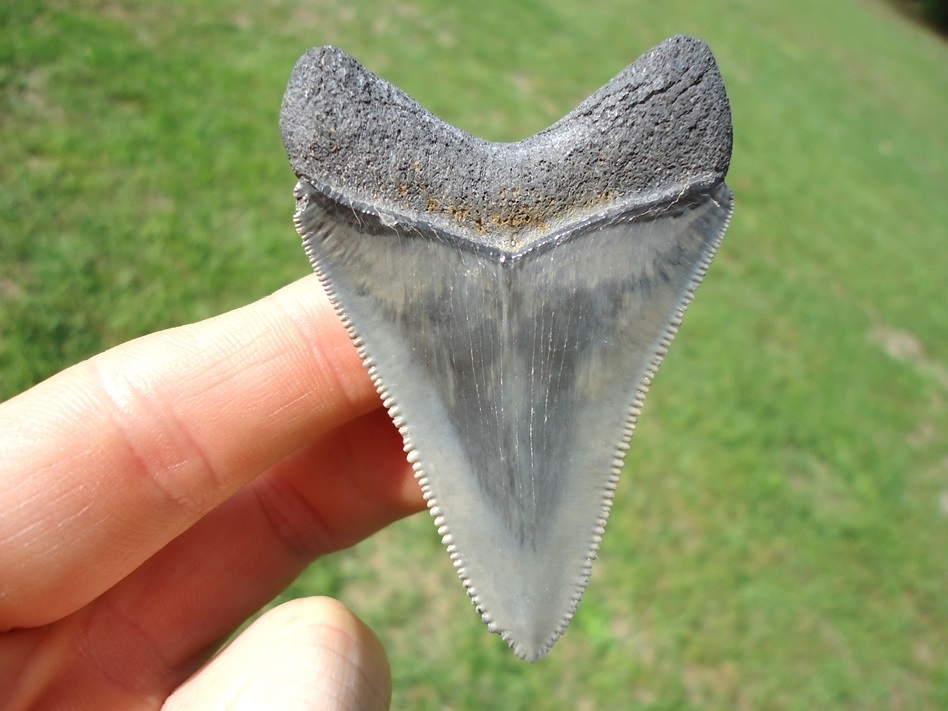 Large image 1 Sweet Little Megalodon Shark Tooth