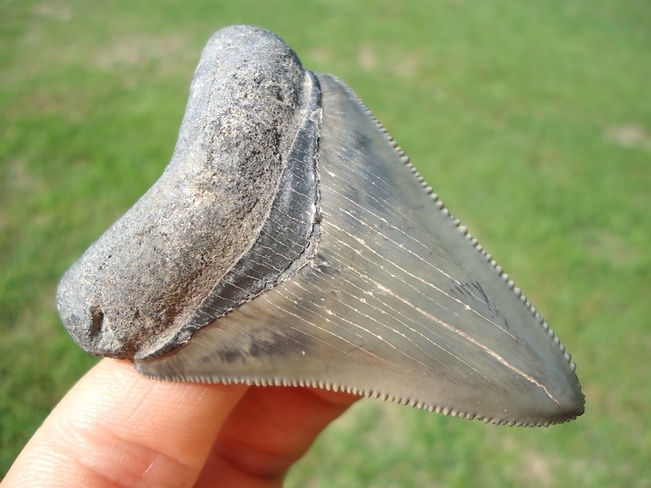 Large image 2 Sweet Little Megalodon Shark Tooth