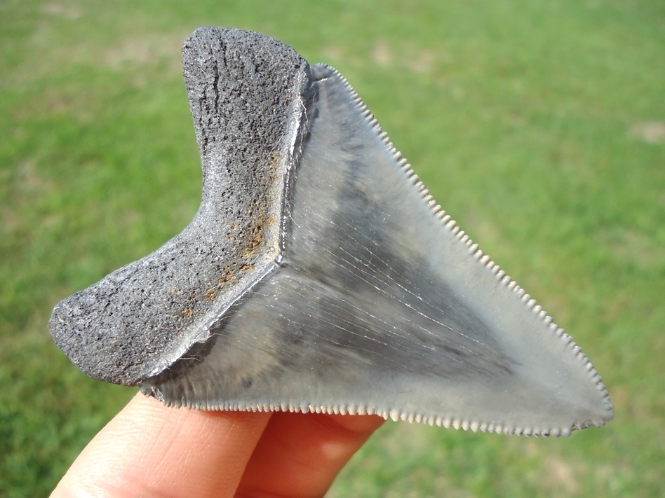 Large image 3 Sweet Little Megalodon Shark Tooth