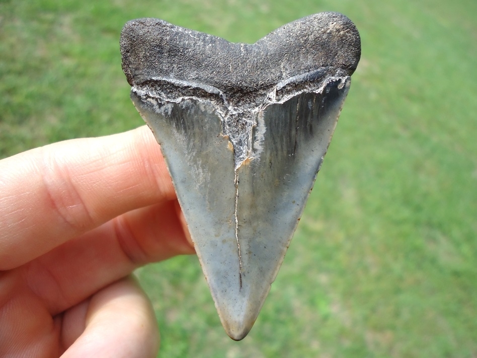Large image 1 Ultra Glossy Hastalis Shark Tooth