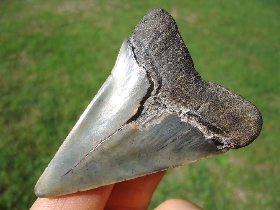 Large image 3 Ultra Glossy Hastalis Shark Tooth