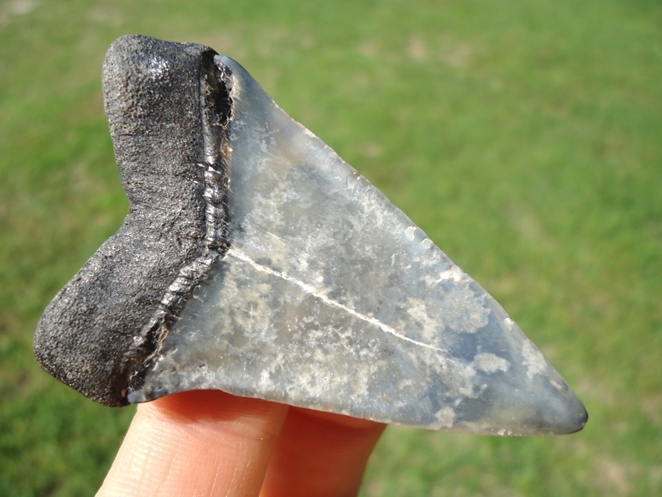 Large image 1 Choice Blue Hastalis Shark Tooth