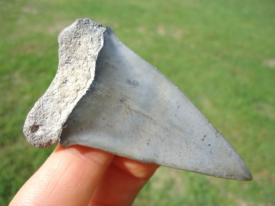 Large image 1 Large 2.44' Hastalis Shark Tooth