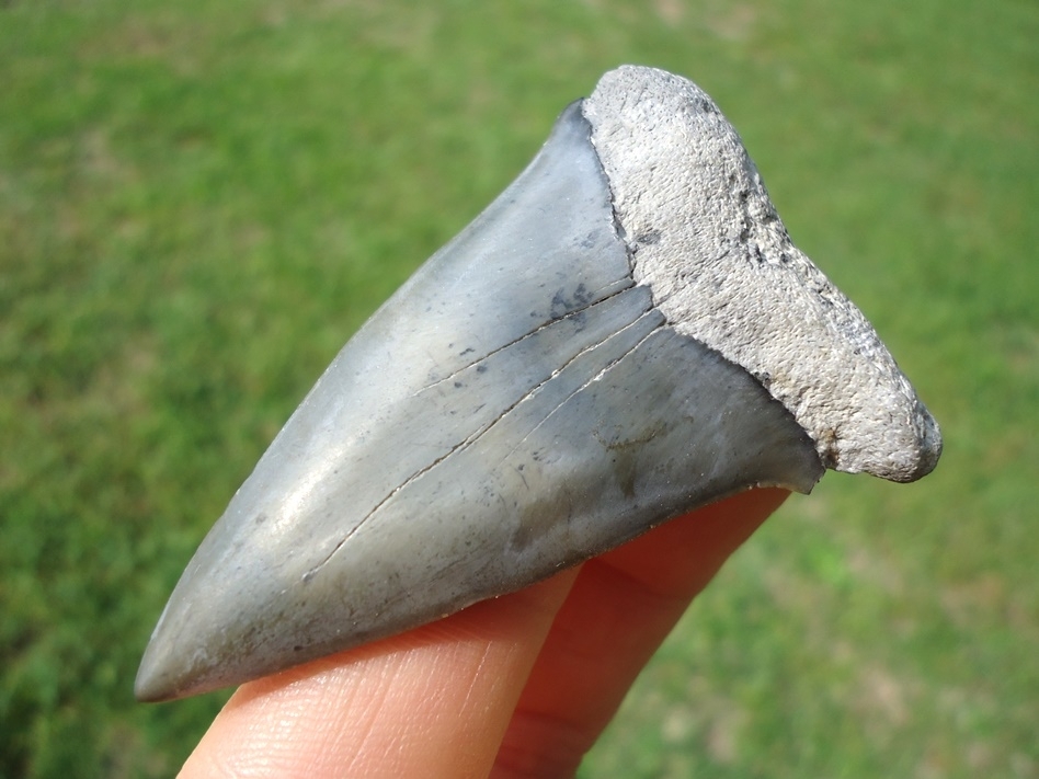 Large image 2 Large 2.44' Hastalis Shark Tooth