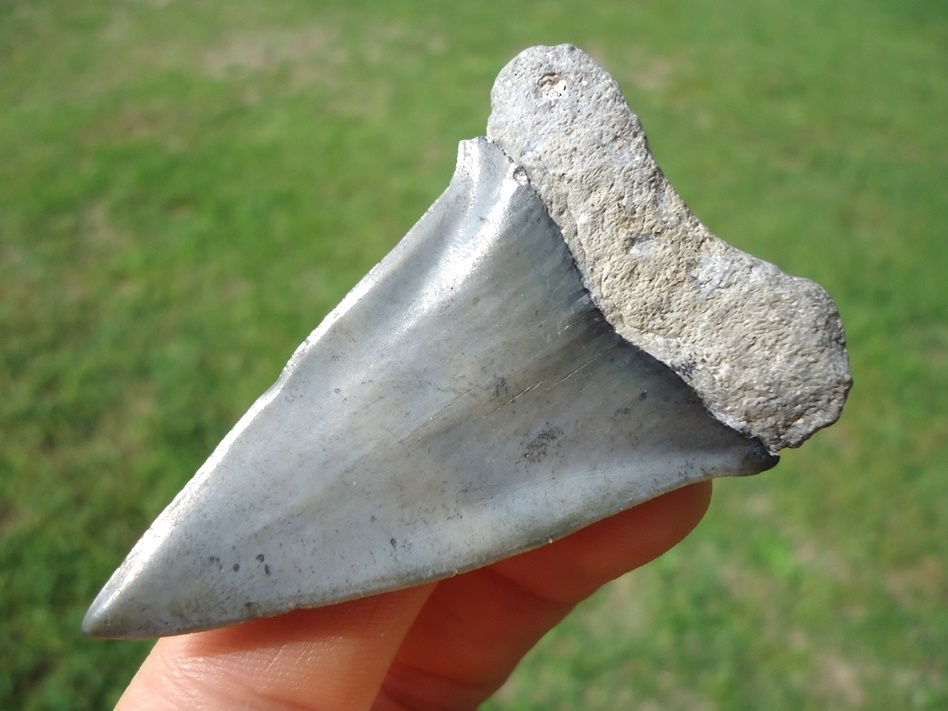 Large image 3 Large 2.44' Hastalis Shark Tooth