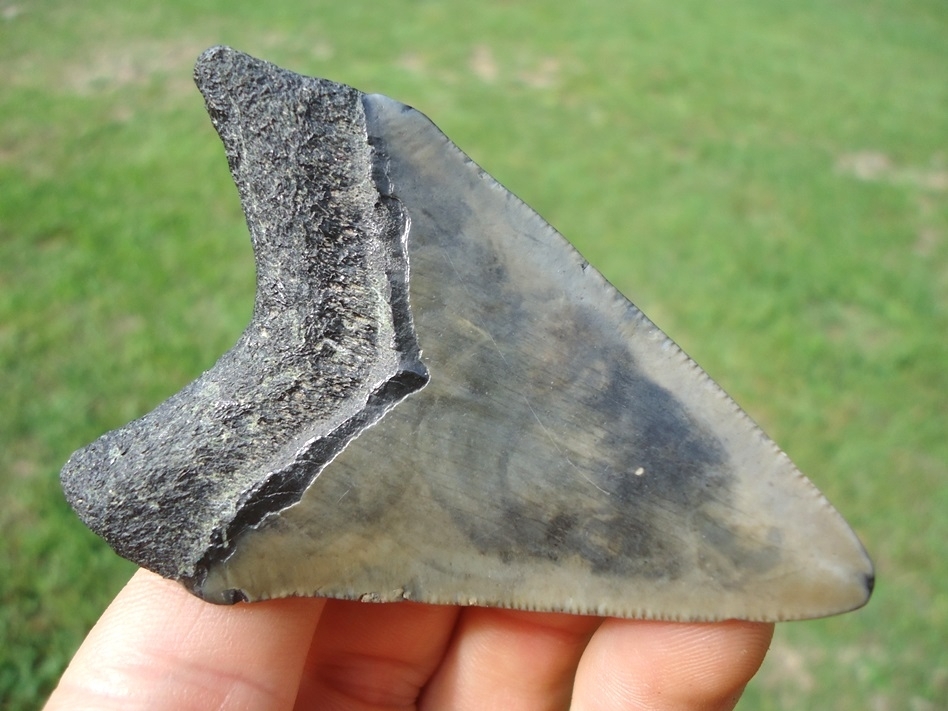 Large image 1 Bargain Megalodon Shark Tooth