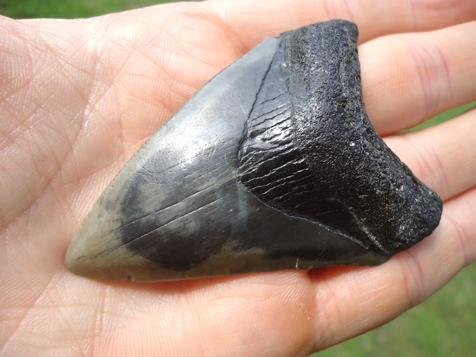 Large image 2 Bargain Megalodon Shark Tooth