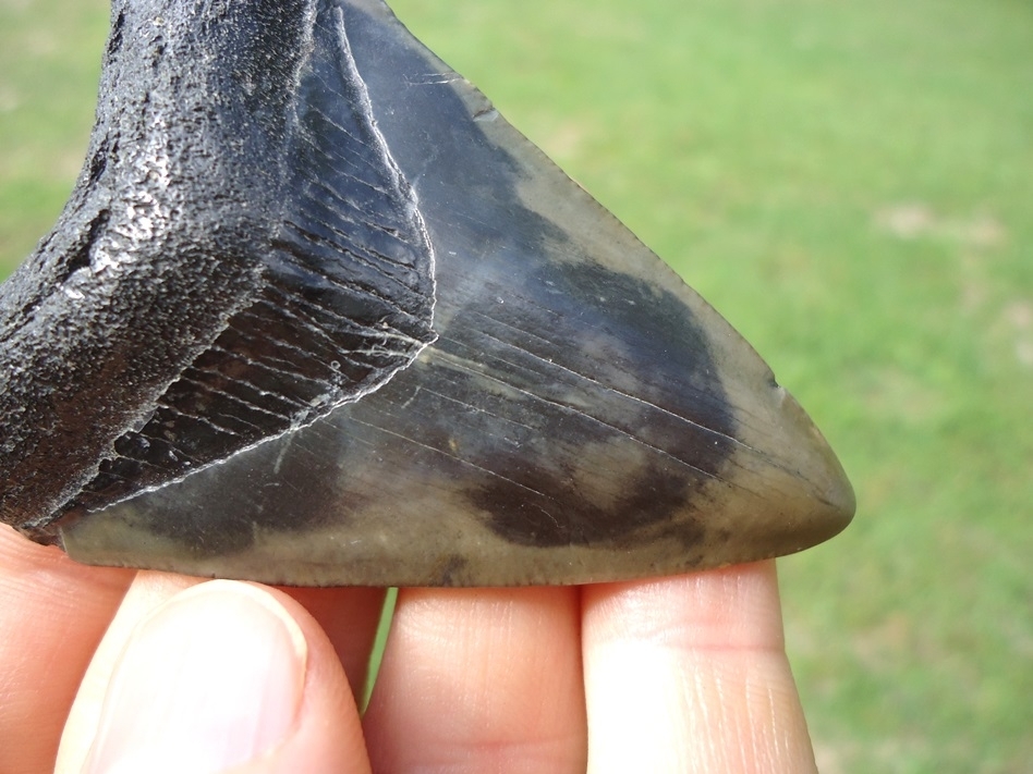 Large image 4 Bargain Megalodon Shark Tooth