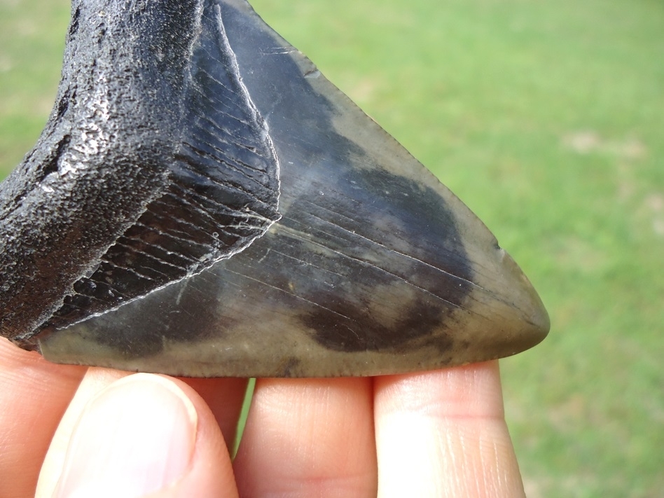 Large image 4 Bargain Megalodon Shark Tooth