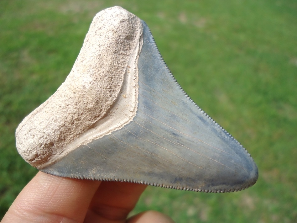 Large image 1 Stunning Baby Blue Bone Valley Megalodon Shark Tooth