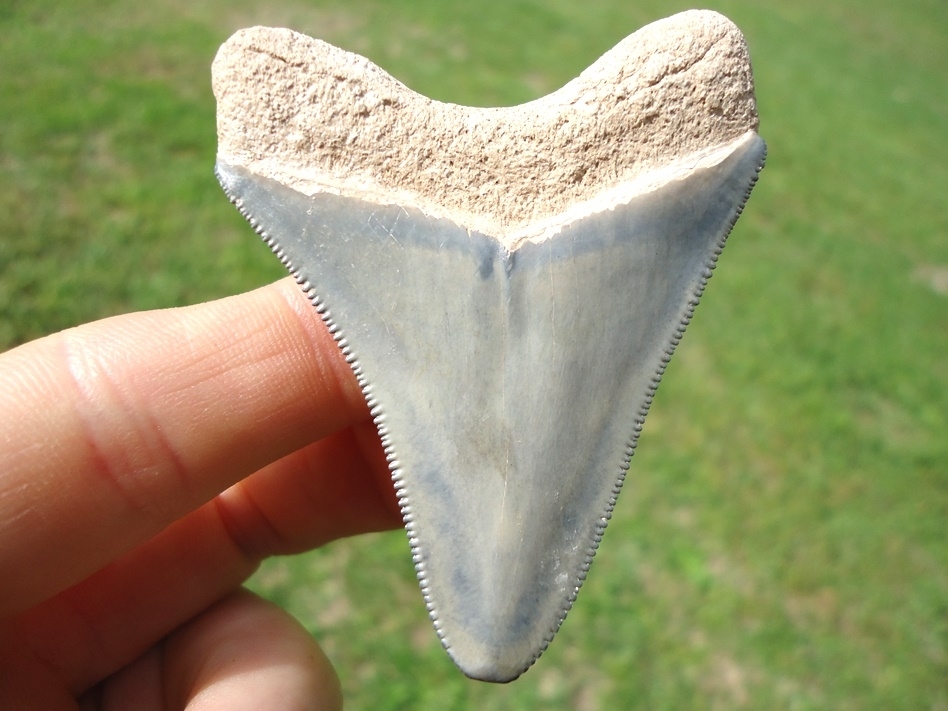 Large image 2 Stunning Baby Blue Bone Valley Megalodon Shark Tooth