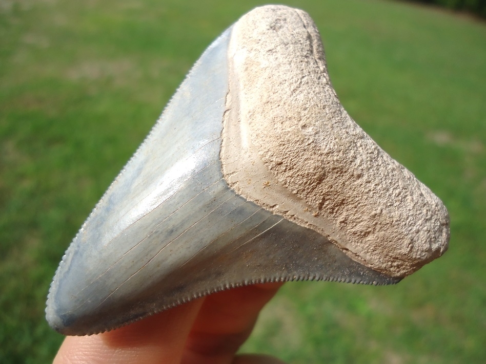Large image 4 Stunning Baby Blue Bone Valley Megalodon Shark Tooth