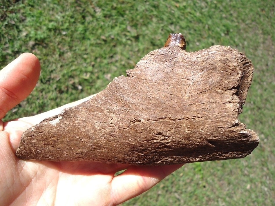 Large image 1 Awesome Mandible with Perfect Tooth from Earliest Known Sloth in Florida
