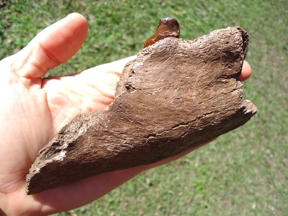 Large image 3 Awesome Mandible with Perfect Tooth from Earliest Known Sloth in Florida