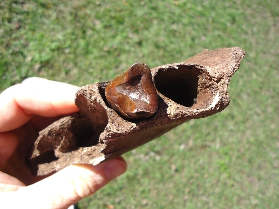 Large image 4 Awesome Mandible with Perfect Tooth from Earliest Known Sloth in Florida