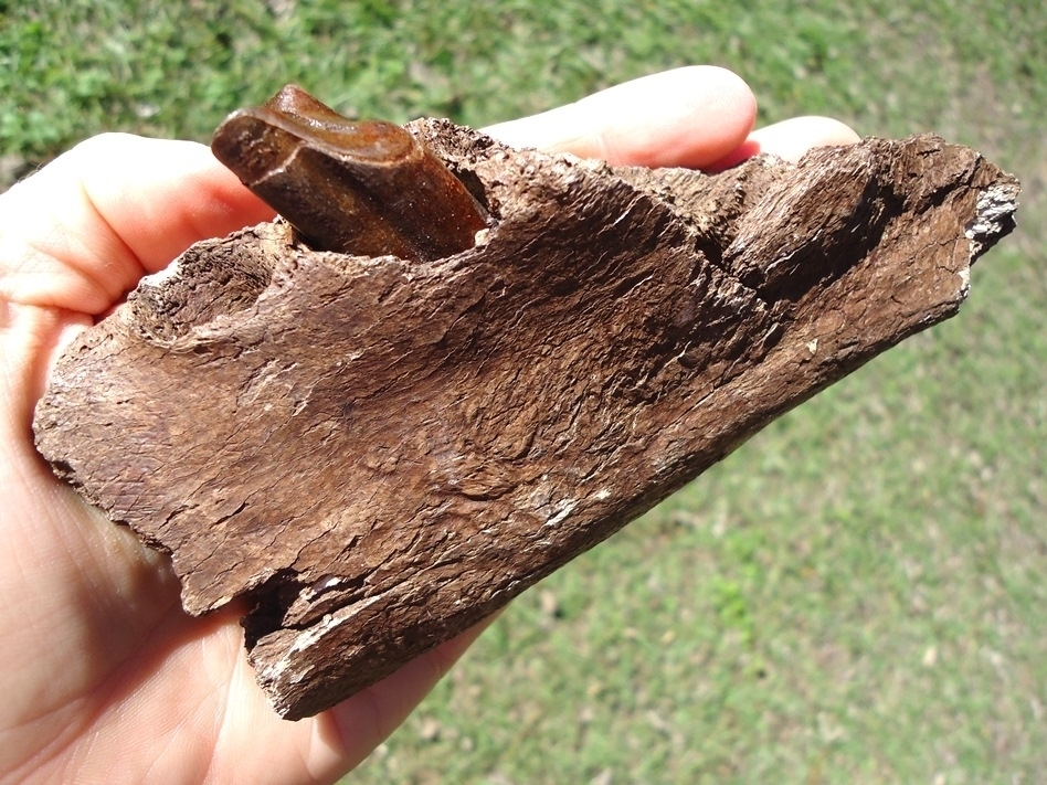 Large image 5 Awesome Mandible with Perfect Tooth from Earliest Known Sloth in Florida