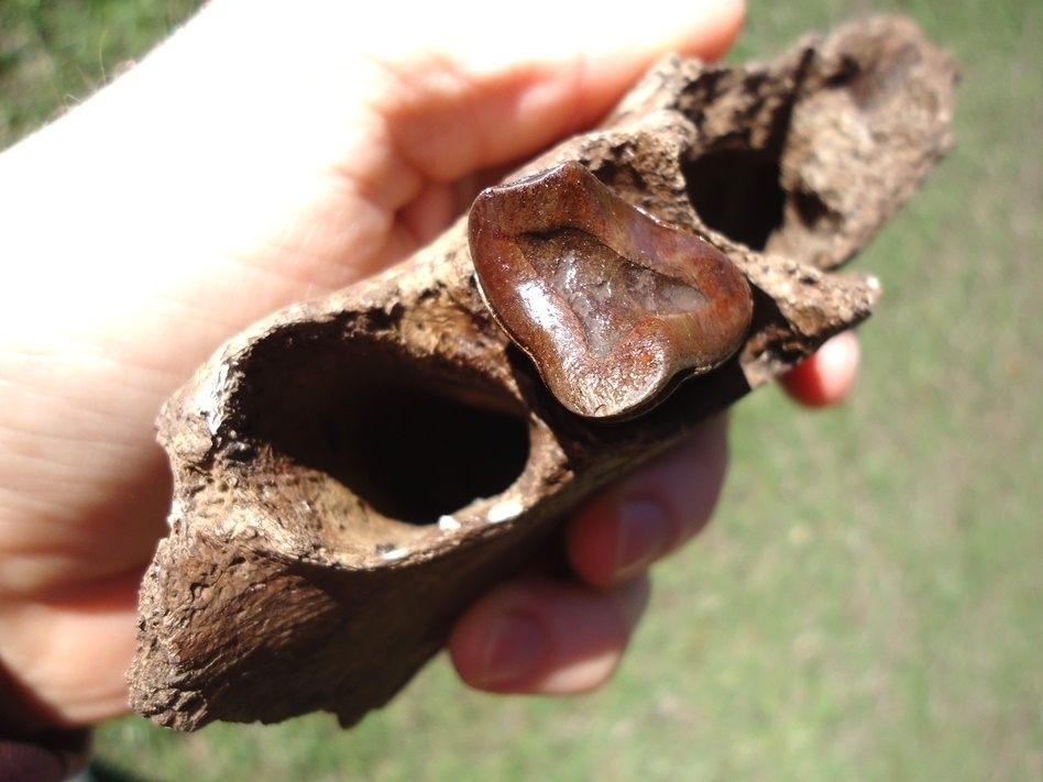 Large image 6 Awesome Mandible with Perfect Tooth from Earliest Known Sloth in Florida