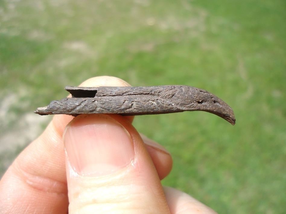 Large image 1 Very Rare Cormorant Beak