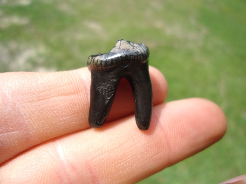 Large image 1 Museum Quality Dire Wolf Molar
