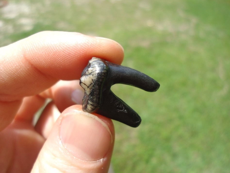 Large image 5 Museum Quality Dire Wolf Molar