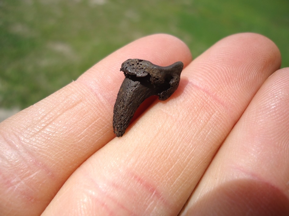 Large image 3 Rare Coyote Claw Core