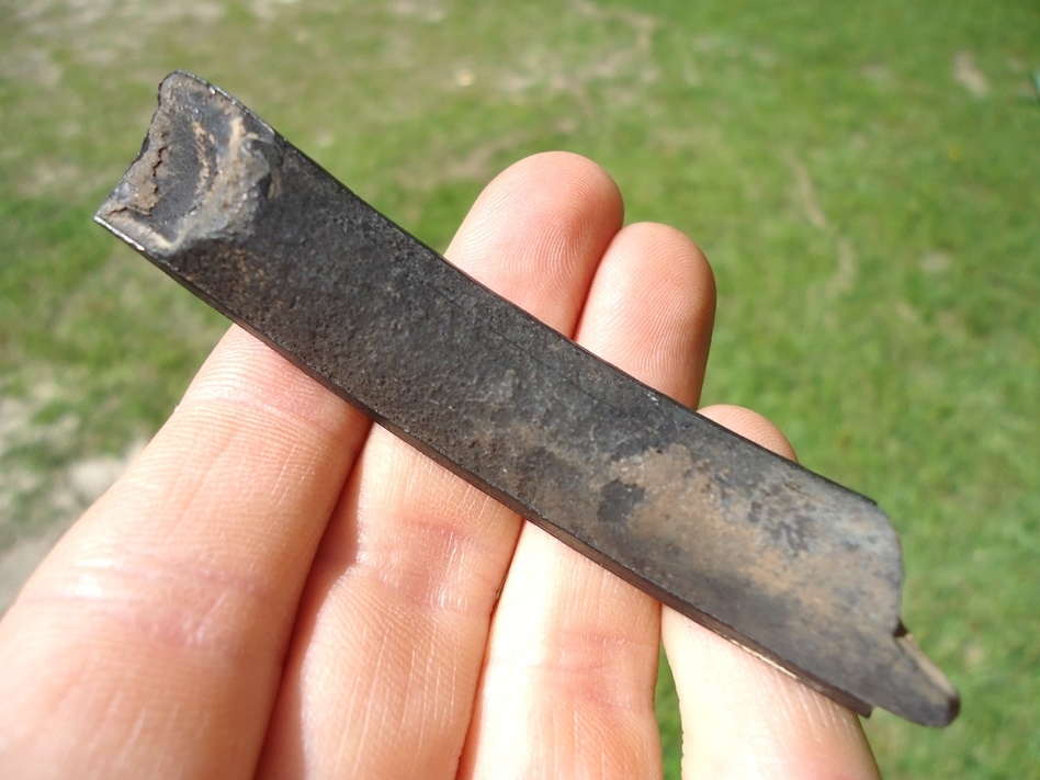 Large image 2 Large Section of Capybara Incisor