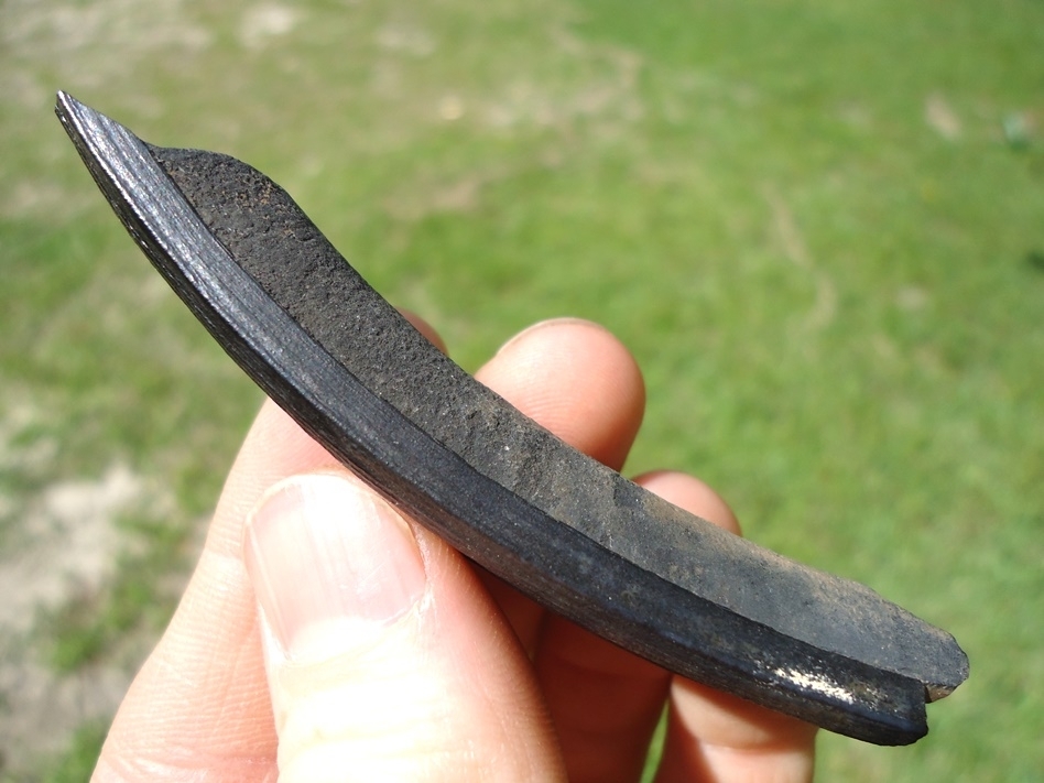 Large image 3 Large Section of Capybara Incisor