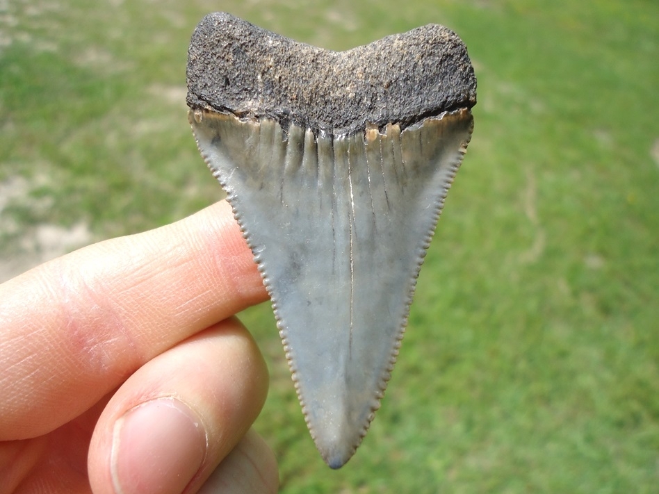 Large image 1 Large 2.36' Great White Shark Tooth
