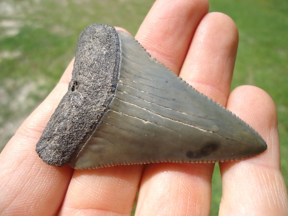 Large image 2 Large 2.36' Great White Shark Tooth