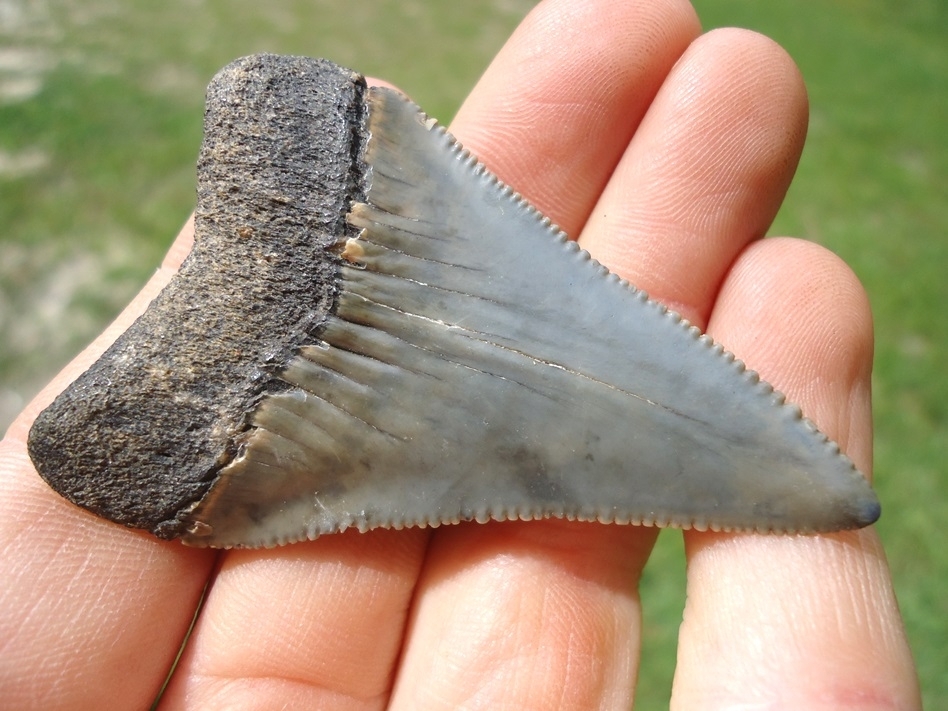 Large image 3 Large 2.36' Great White Shark Tooth