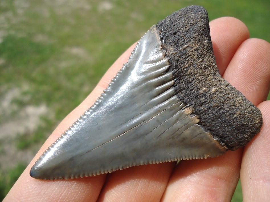 Large image 4 Large 2.36' Great White Shark Tooth