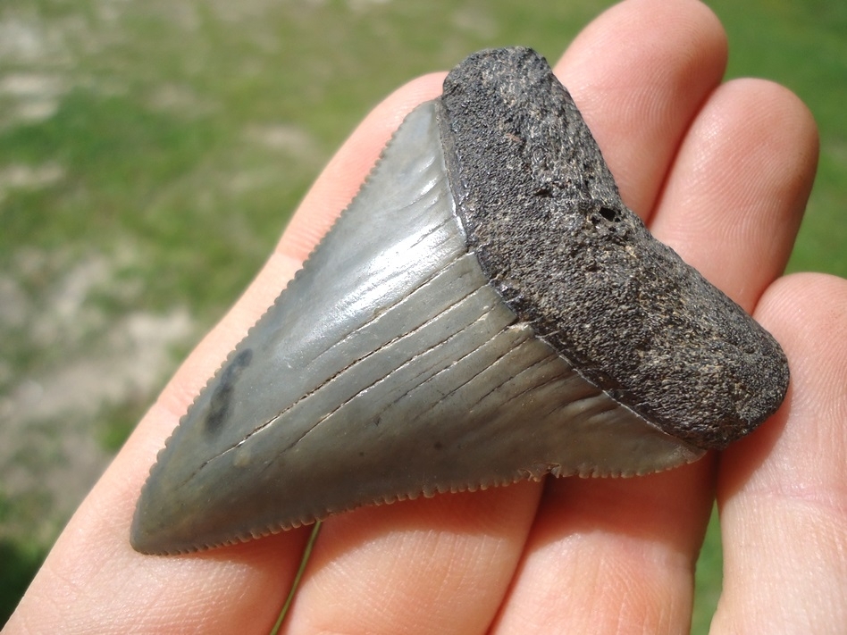Large image 5 Large 2.36' Great White Shark Tooth