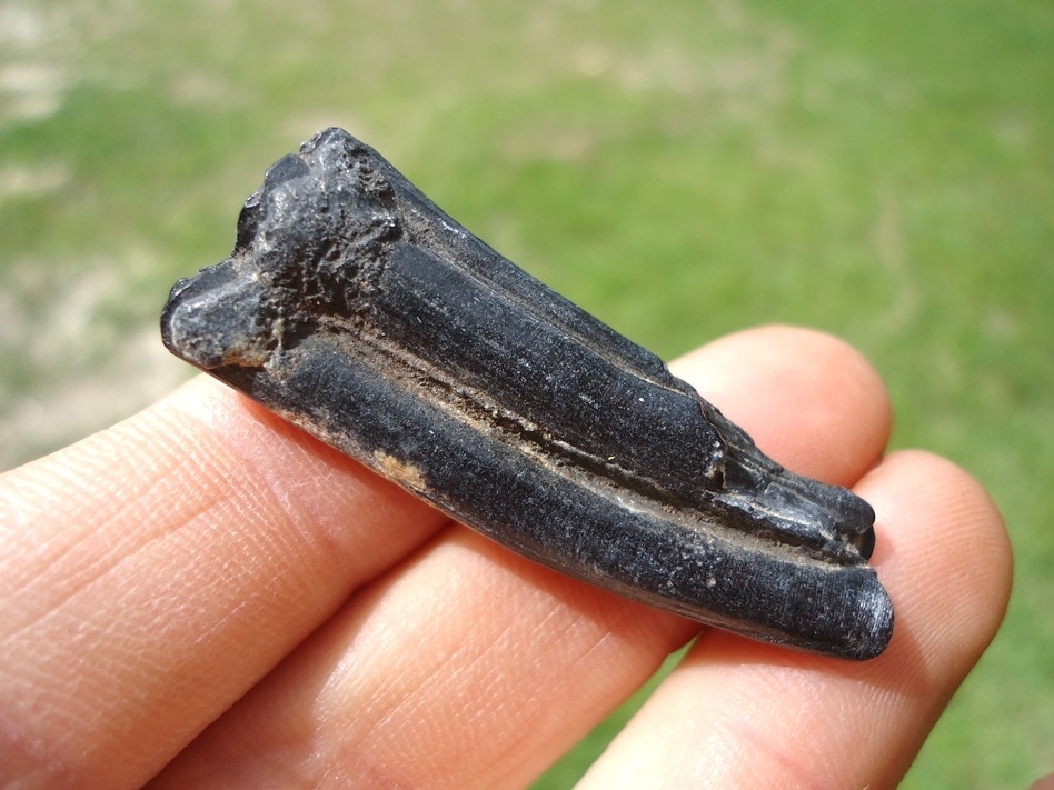 Large image 1 Unique Black and White Three Toed Horse Tooth