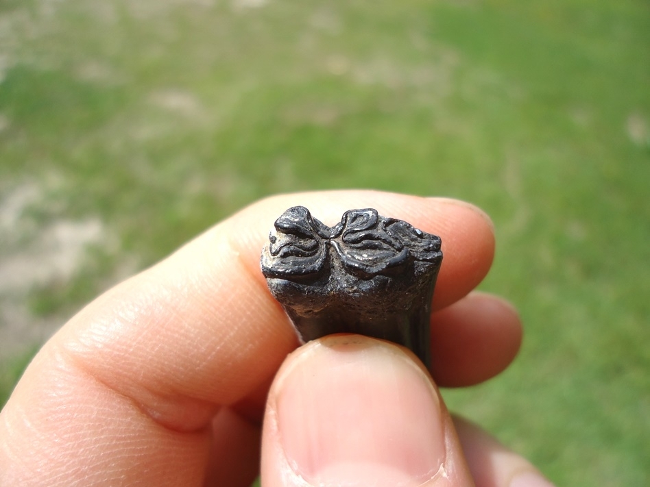 Large image 2 Unique Black and White Three Toed Horse Tooth