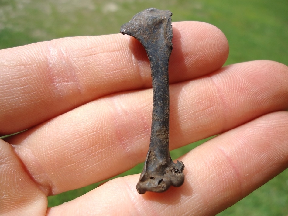 Large image 1 Very Rare Black-Billed Magpie Humerus