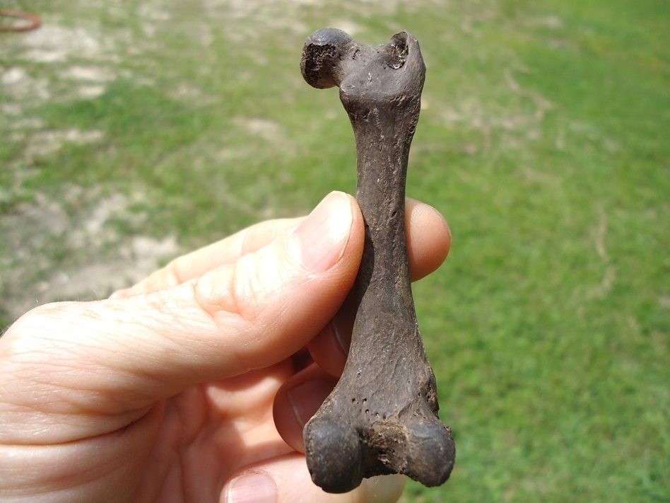 Large image 1 Excellent Otter Femur