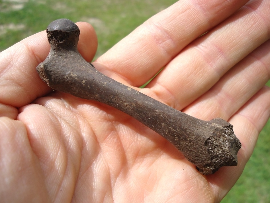 Large image 2 Excellent Otter Femur