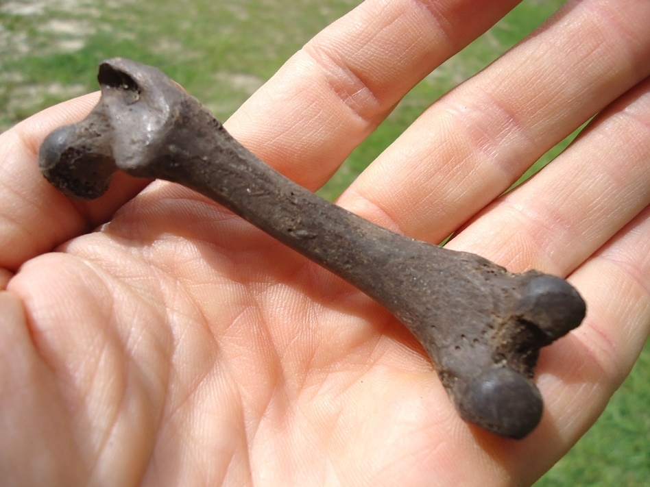 Large image 3 Excellent Otter Femur