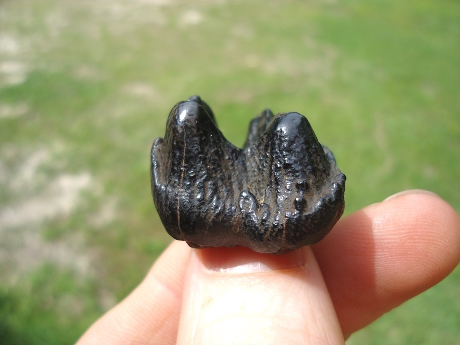 Large image 1 Tiny Neonatal Mastodon Tooth