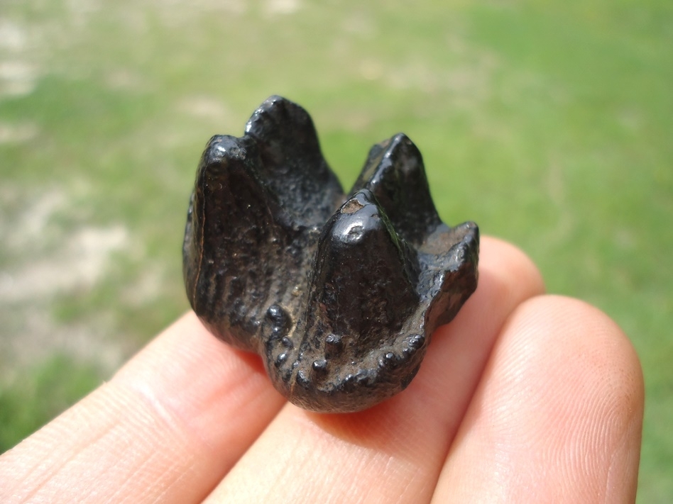 Large image 2 Tiny Neonatal Mastodon Tooth