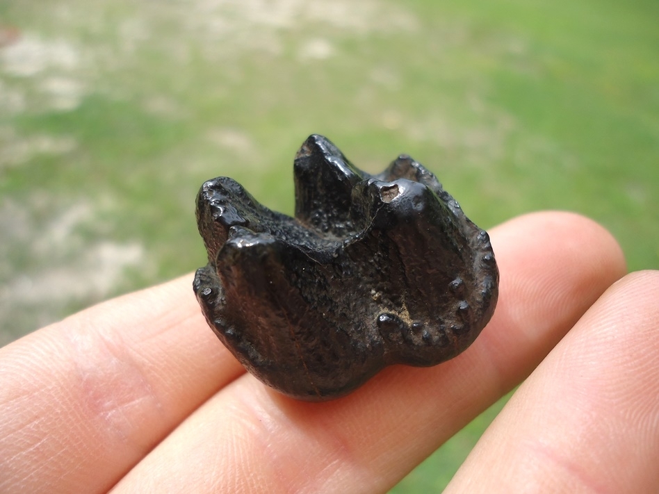 Large image 3 Tiny Neonatal Mastodon Tooth